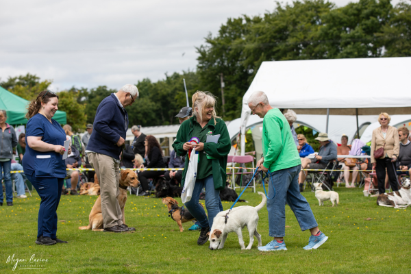 Novelty Dog Show